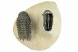 Crotalocephalina Trilobite With Ventral Reedops #249921-1